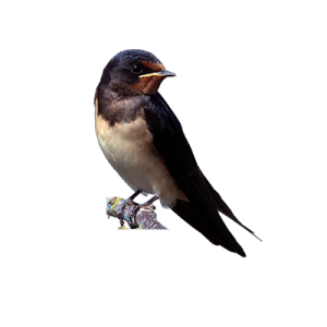 Swallow PNG-67334